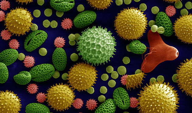 3a-pollen-and-spores