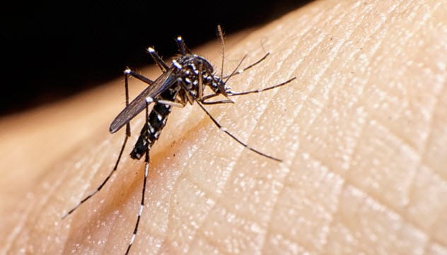 2a-dengue-fever-mosquito_64020541_small