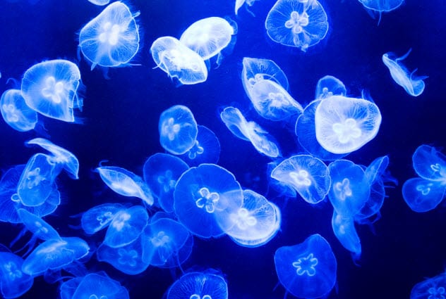 4-bloom-of-jellies_93392015_small