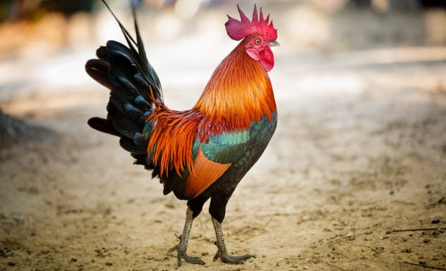 6b-rooster_18653713_small