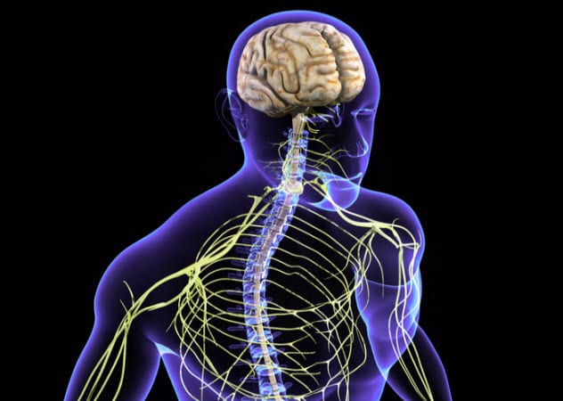 7a-central-nervous-system_66107321_SMALL