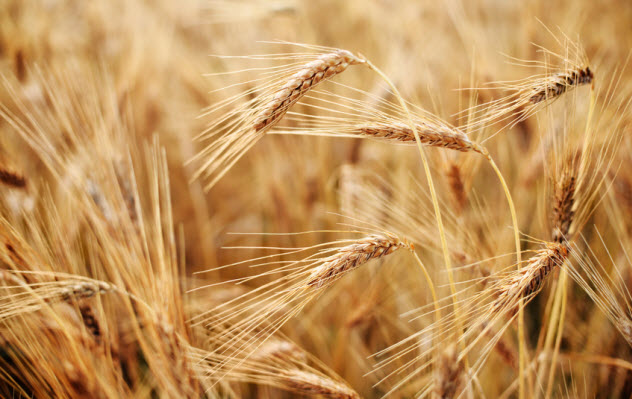 7a-wheat-field_65871225_SMALL
