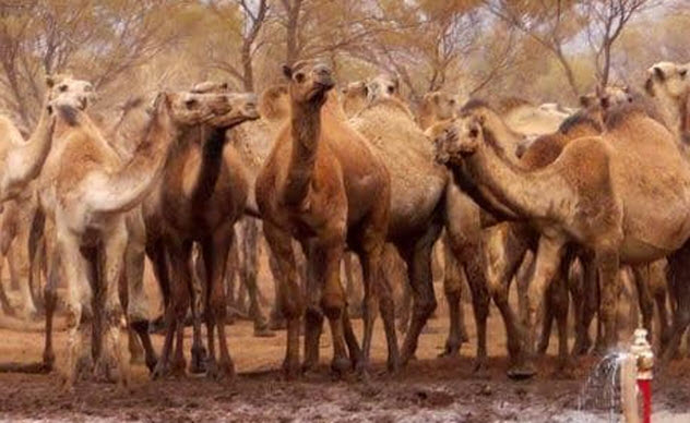 8-feral-camels