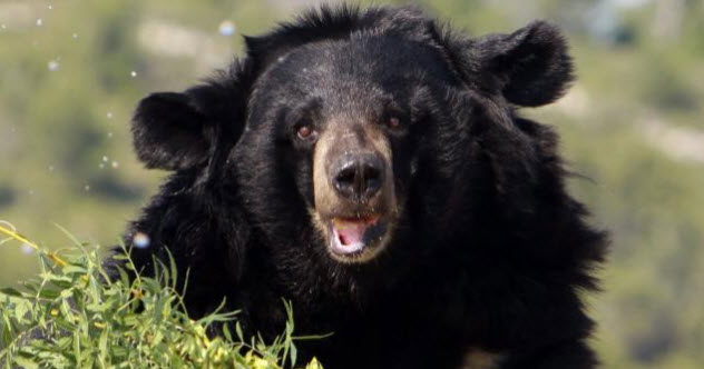 9-black-bear-siberia