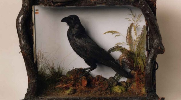 9a-grip-the-raven