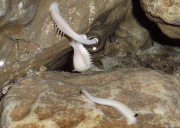 10 Otherworldly Subterranean Creatures - 52