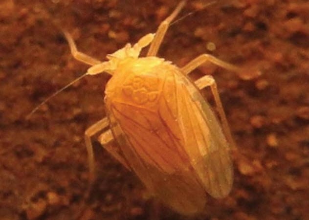 2-cave-dwelling-planthopper