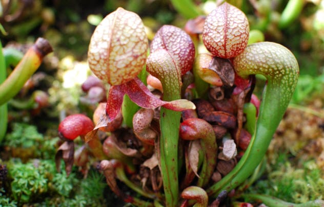 2a-california-pitcher-plant_13314860_small