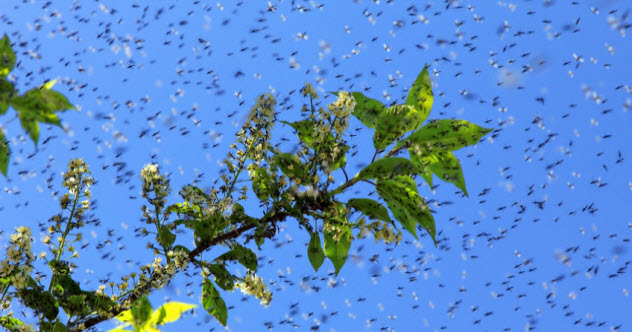 2b-swarm-of-mosquitoes_30545954_SMALL