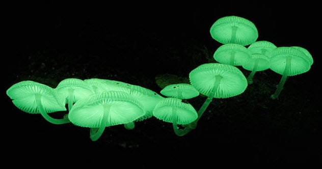 3-luminous-mushrooms