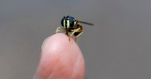 4c-wasp-on-hand_100187879_small