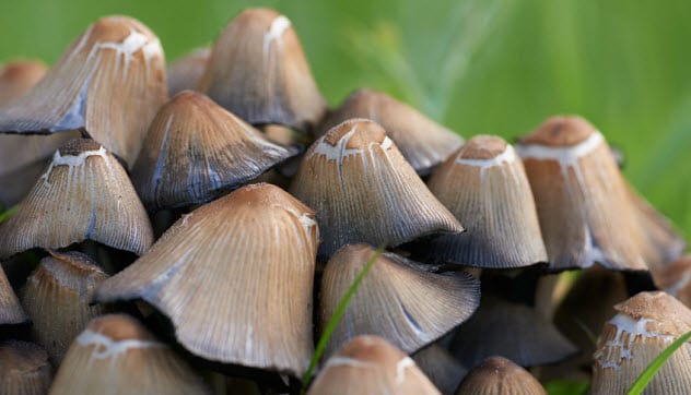 7a-common-ink-cap_95912905_small