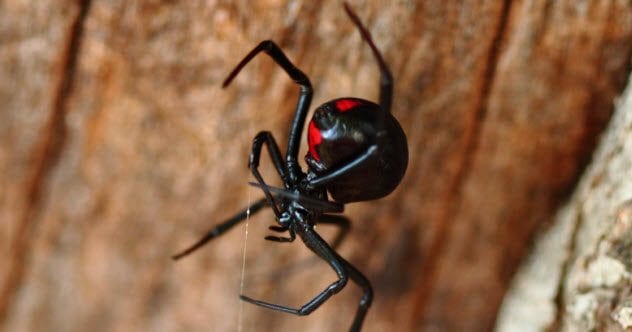 9a-black-widow_29065056_small