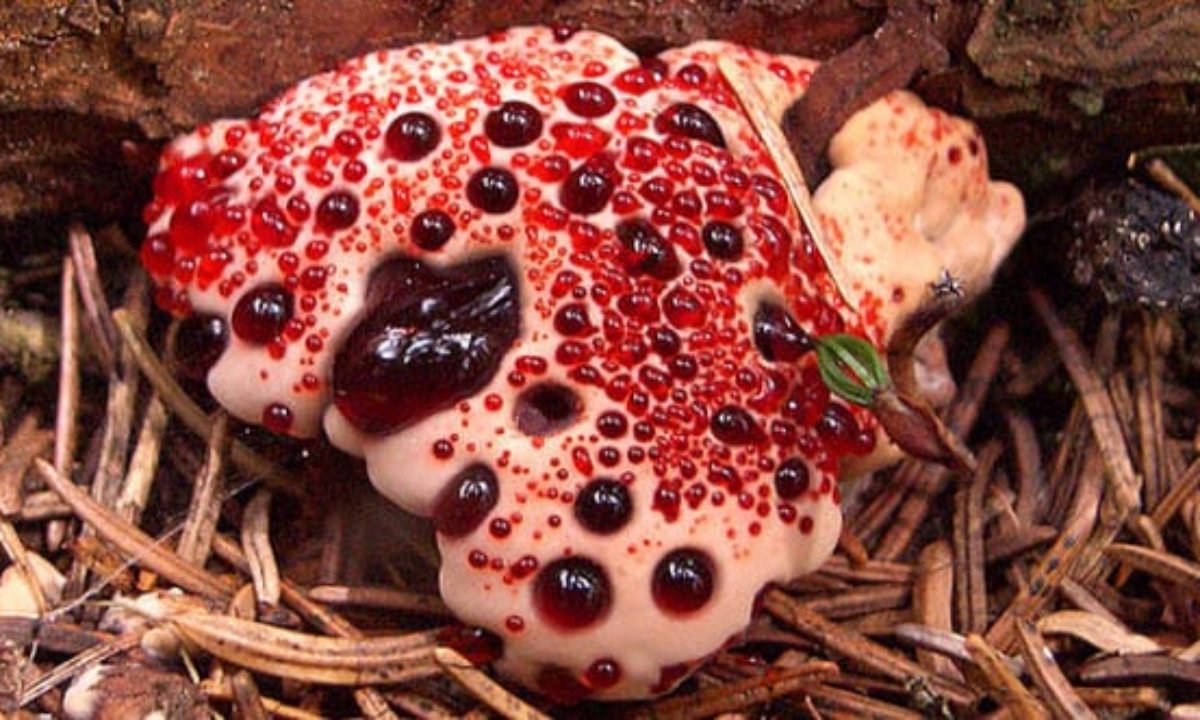 Top 20 Creepiest Looking Fungi   Listverse