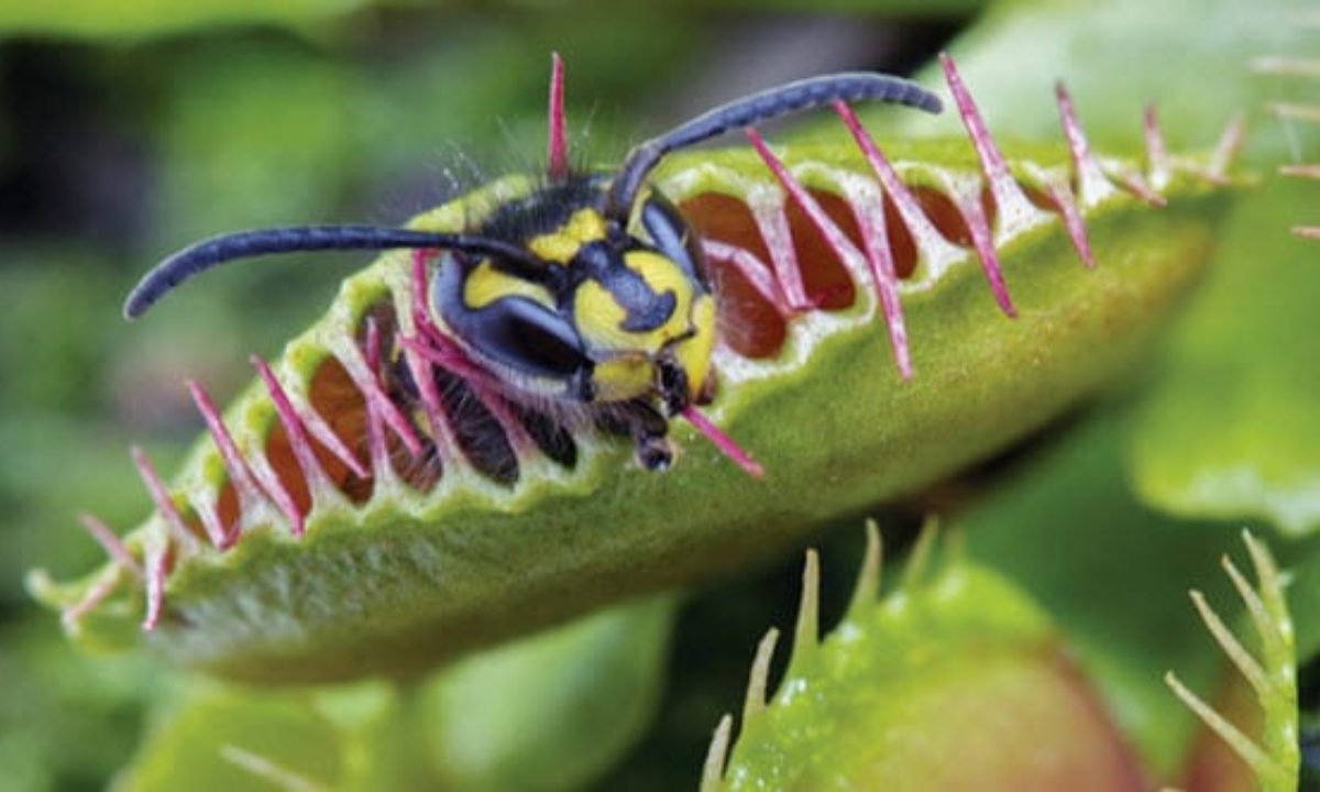 20 Ingenious Ways Plants Kill   Listverse