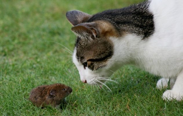 1b-cat-and-mouse_68918365_small