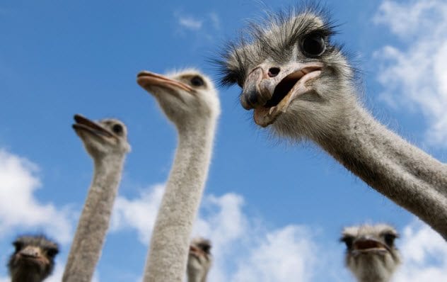 4a-ostriches-466026359