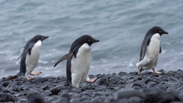 6a-adelie-penguins_89582145_small