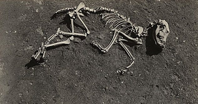 7-dog-burial