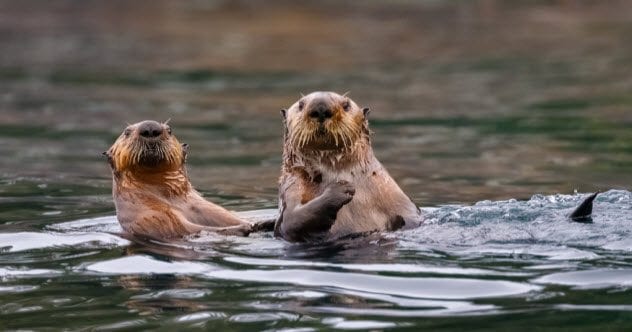 7a-sea-otters_81728097_small