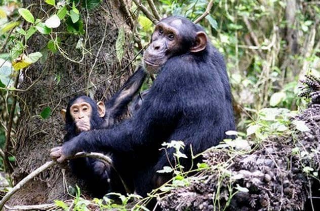 8a-female-chimp-and-infant
