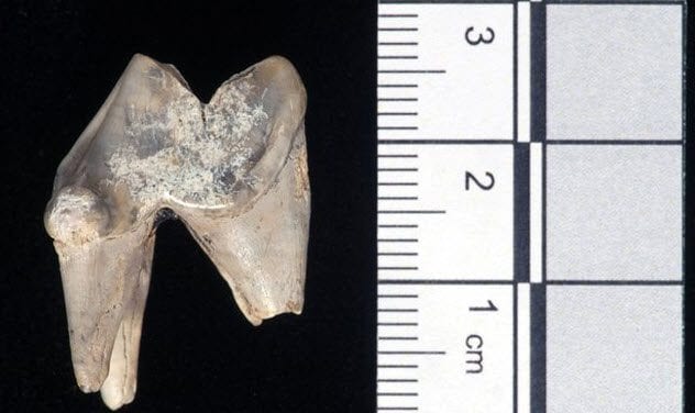 9-ancient-dog-tooth