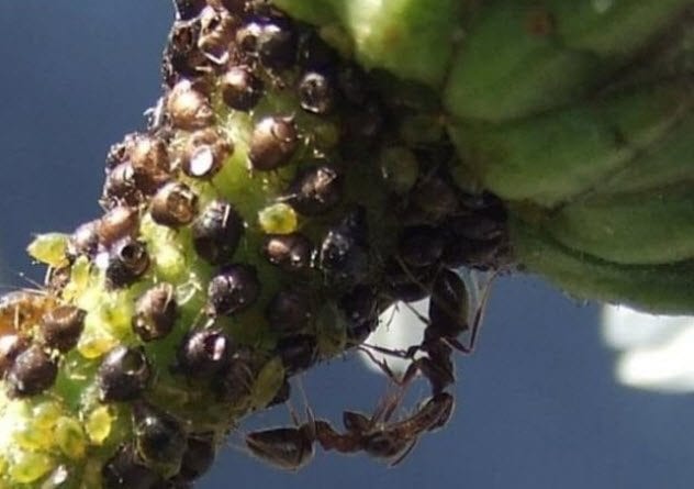 9-ants-and-aphids
