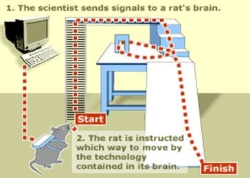 Remote Control Rats Experiments 10 Messed-Up Scientific Experiments Of Real Mad Scientists - Listverse
