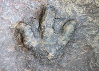 foot print fossils