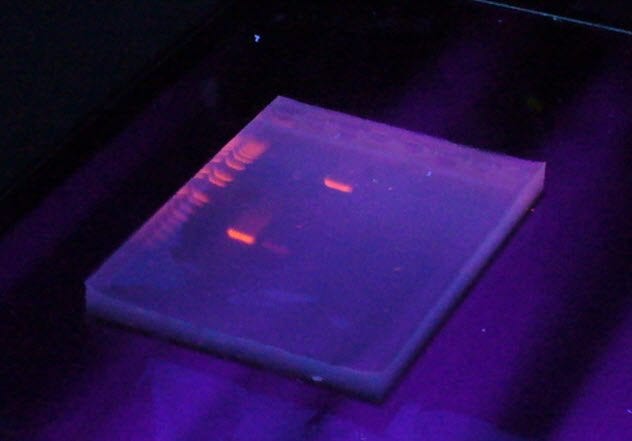 10-dna-staining