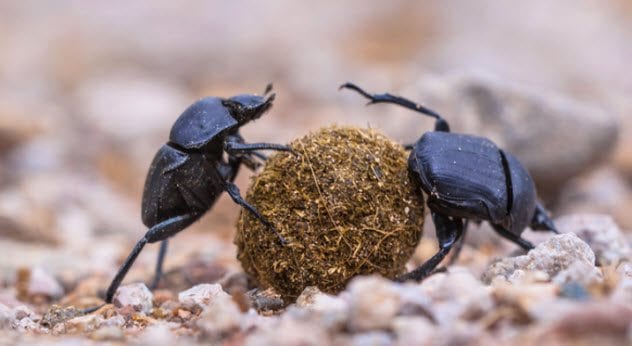 1b-dung-beetles-503489376