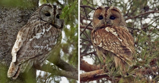 6-gray-owl-tawny-owl