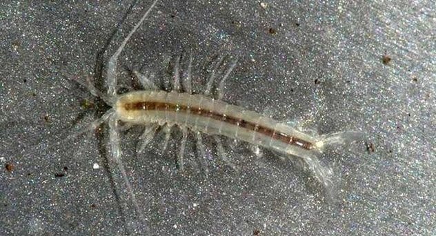 7-crustacean-living-in-cave