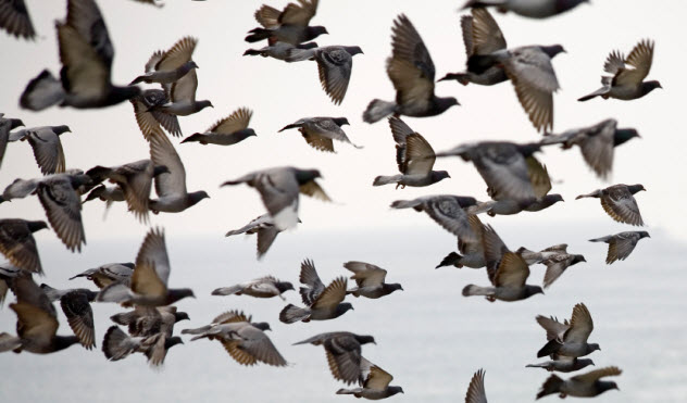 8-flying-pigeons