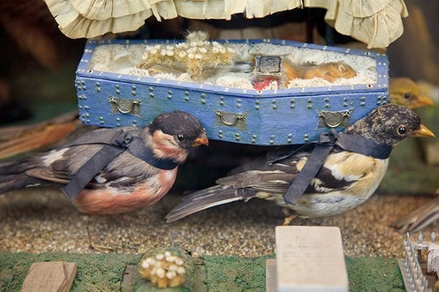 death-burial-cock-robin