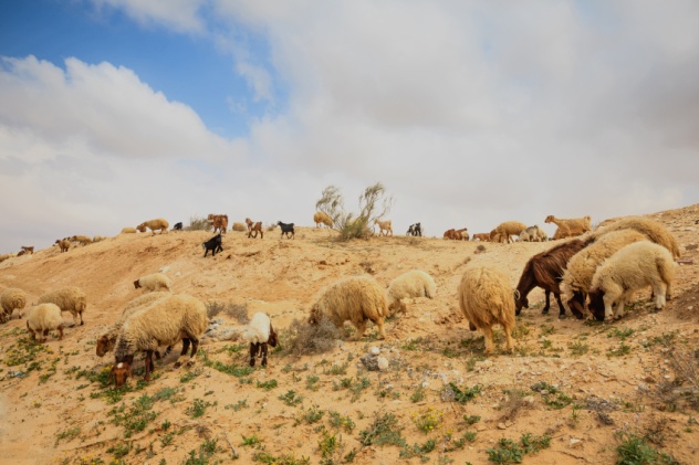 Israeli Sheep