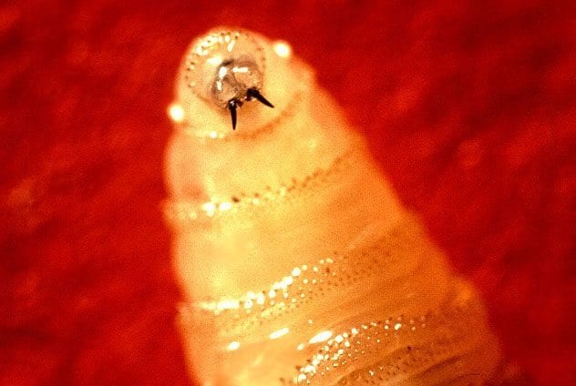 new-world-screwworm-fly-larva
