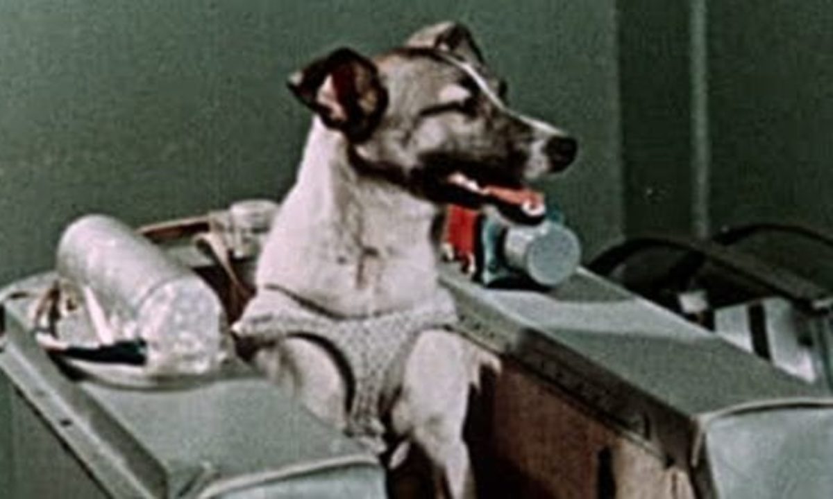 10 Tragic Facts About Laika, The First Dog In Space - Listverse