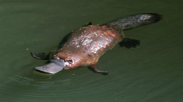 1-duck-billed-platypus