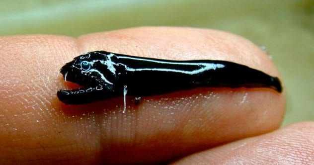 5-scaleless-blackfish