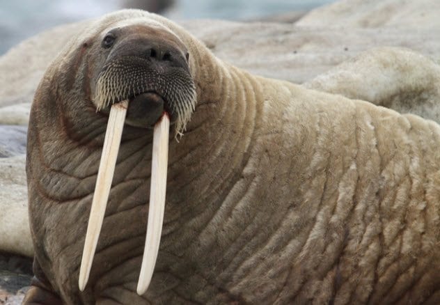 6a-walrus-tusks-186774612