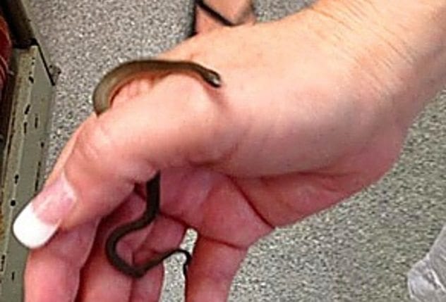 Snake Invasions hinds-county-courthouse-snake