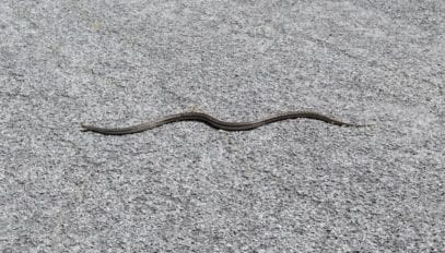 10 Terrifying Snake Invasions - Listverse