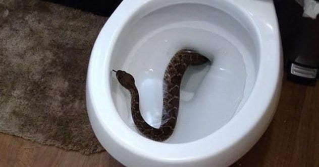 Top 10 Toilet Terrors - Listverse - Vimarsana News