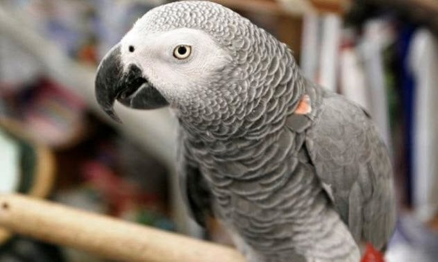 10-gray-parrot-like-nigel