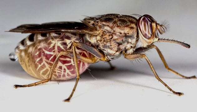 5c-african-tsetse-fly