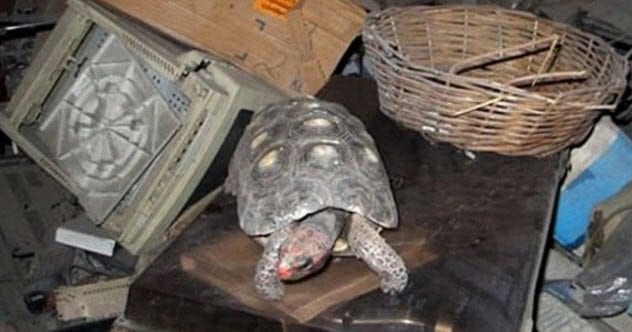 6-manuela-the-tortoise