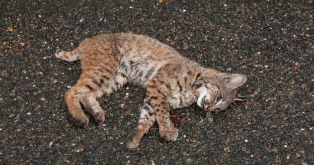 7a-dead-baby-bobcat-518658938