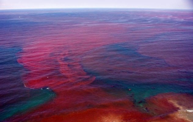 7a-dinoflagellate-red-tide