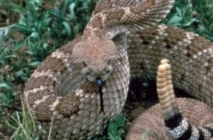 10 Dangerous Animals Lurking In Your Backyard - Listverse